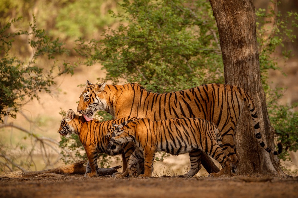 ajasthan Wildlife Safari Tour